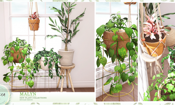 Malyn. Photos Plant 1 & 2, Olive Plant is L$189 each. Ficus Elastica Hanging Plant is L$159. Fatpack is L$599.
