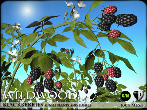Heart Garden Centre – WildWood – Blackberries.