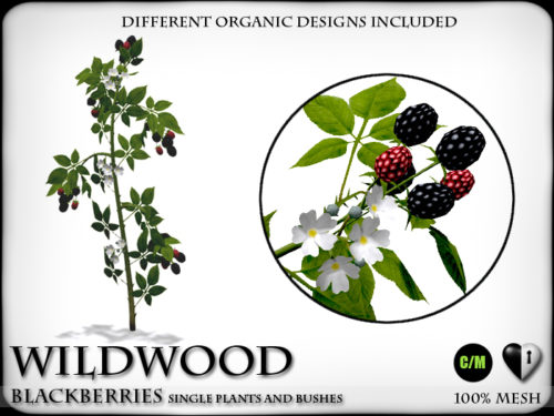 Heart Garden Centre – WildWood – Blackberries.