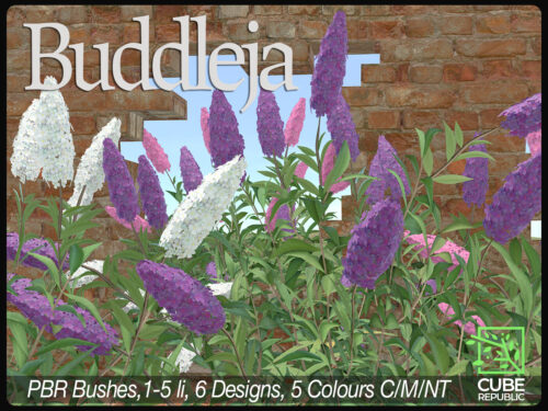 Cube Republic - Buddleja & Old Brick Walls.